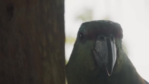 Macro Headshot Papagaio Amazônico Festivo Equador Amazônia — Vídeo de Stock