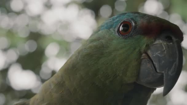 Close Head Shot Festive Amazon Rainforest Ecuador Amazona Festiva — Vídeo de Stock
