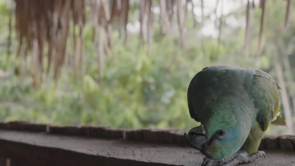 Ahşap Pencere Pervazına Tünemiş Renkli Papağan Kafası Ters Dönmüş Ekvador — Stok video