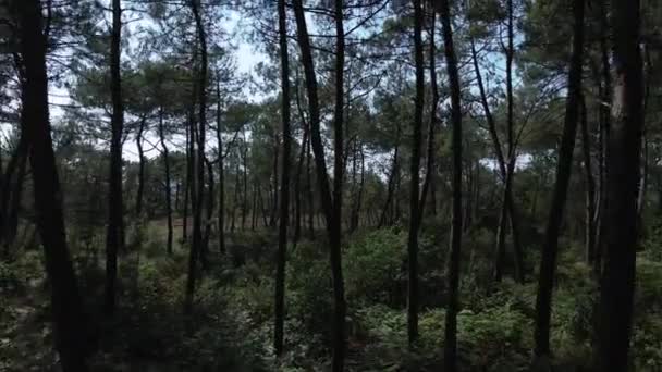 Drone Przechodzi Między Drzewami Chambre Loup Małej Dolinie Brocliande Lasu — Wideo stockowe