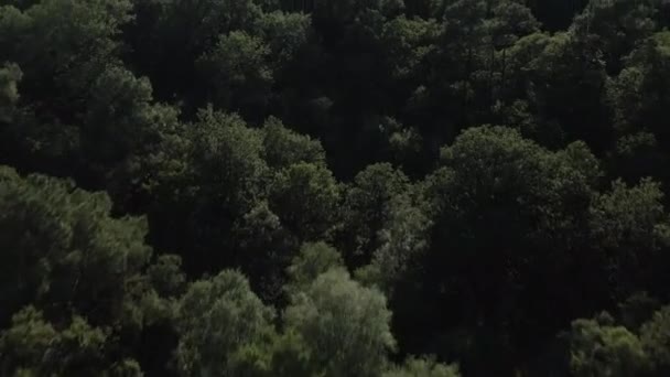 Forêt Brocliande Bretagne France Haut Bas Vers Avant — Video