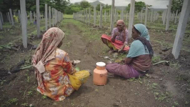 Статичний Кадр Індійських Жінок Фермерки Їдять Обід Середині Сільськогосподарських Угідь — стокове відео