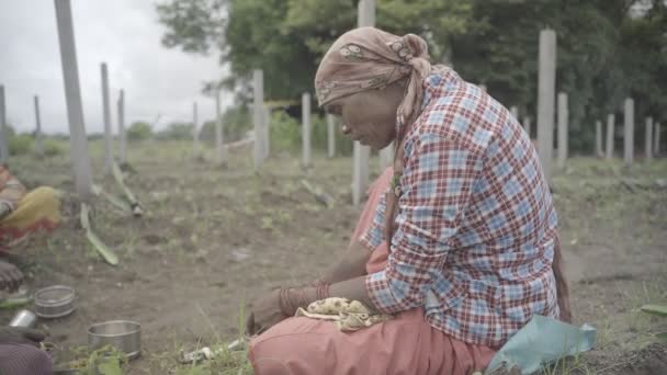 Oldalszög Lövés Indiai Farmer Eszik Ebéd Közepén Mezőgazdasági Terület Befejezése — Stock videók
