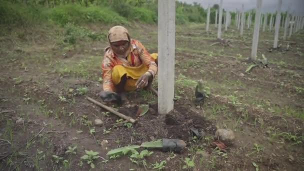 Indyjski Rolnik Sadzący Sadzonki Owoców Smoczych Użytkach Rolnych Celu Produkcji — Wideo stockowe