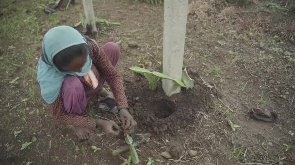Tiro Ángulo Alto Una Agricultora India Plantando Plantones Frutos Dragón — Vídeos de Stock
