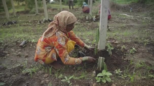 Agricultor Indio Excavando Suelo Para Cultivar Plantones Frutos Dragón Tierras — Vídeo de stock
