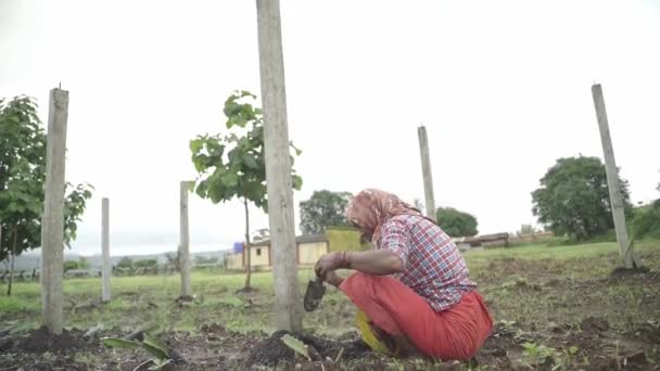 Ινδός Αγρότης Που Φυτεύει Καρπούς Δράκων Γεωργικές Εκτάσεις Για Εμπορική — Αρχείο Βίντεο