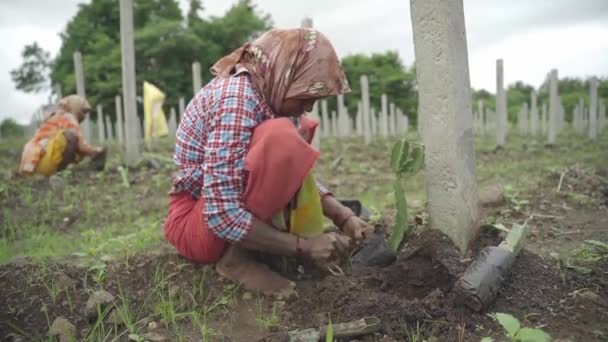 Static Shot Indian Farmer Rajitha Planting Dragon Fruit Cutting Farmland — Stock Video