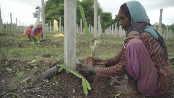 Närbild Tas Från Ryggen Indiska Bonden Dharaa Plantering Drake Frukt — Stockvideo