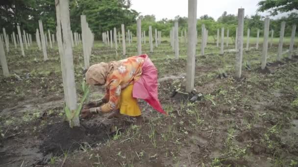 一个印度农民在农田里种植龙果以进行商业生产的电影拍摄和广角拍摄 — 图库视频影像