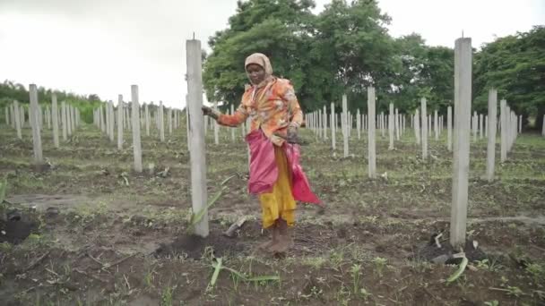 Agricultor Indio Lata Plantando Esquejes Frutas Dragón Tierras Cultivo Para — Vídeos de Stock