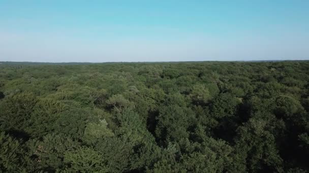 フランスのブルターニュにあるブロッケリアンドの森 空中前方の傾きを下げる コピースペースのための空 — ストック動画