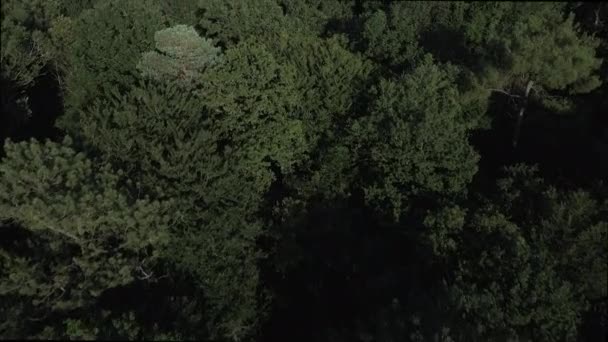 Дрони Літають Над Лісом Брокланде Бретань Франція Повітряний Нахил Вперед — стокове відео