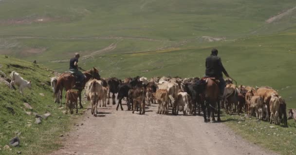 Dwa Gruzińskie Stada Krów Koniach Zaganiających Bydło Wiejskiej Drodze — Wideo stockowe