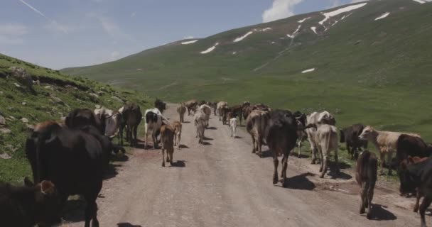 ジョージアの山の雄牛 2頭の地元の羊飼いが続きます — ストック動画