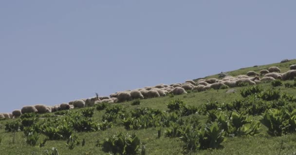 Troupeau Moutons Marchant Paisiblement Montée Pâturant Sur Une Prairie Sereine — Video