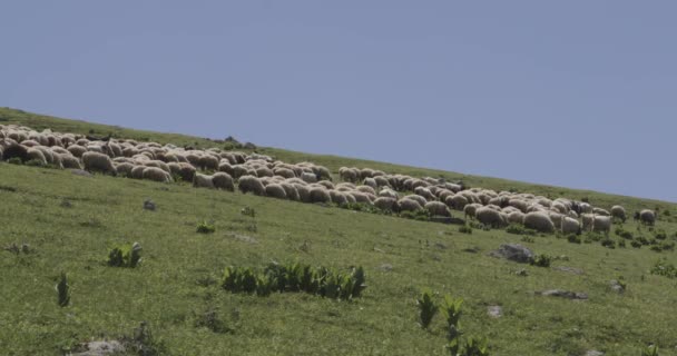 Egy Rakás Bárány Táplálkozik Egy Hatalmas Békés Legelőn Valahol Grúziában — Stock videók