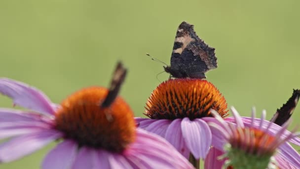 Pillangószopó Nektár Közeli Felvétele Lila Narancssárga Virágokban Más Pillangóhomályos Vagy — Stock videók