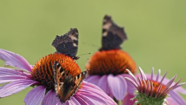 オレンジの花から蜜を食べる3羽の蝶の群れ マクロスタティックショット — ストック動画