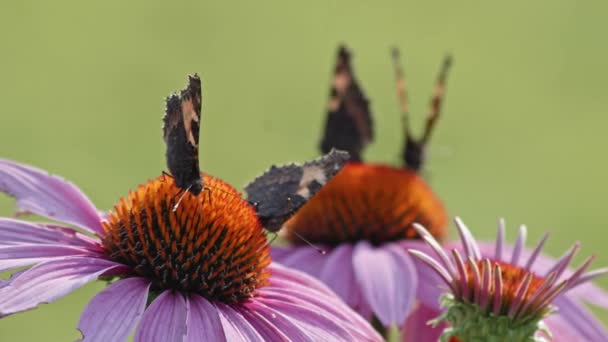 Flock Fyra Fjärilar Äter Nektar Från Orange Coneflowers Makro Statisk — Stockvideo