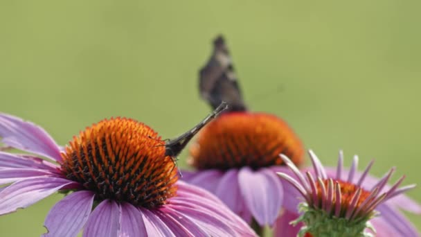 オレンジの花から蜜を食べる蝶のペア マクロ静的ショット — ストック動画