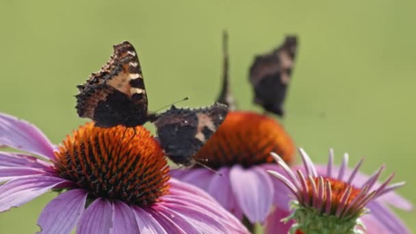 Malá Kolonie Černých Motýlů Fialových Oranžových Květinách Denní Světlo — Stock video
