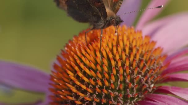 Szuper Közeli Kép Sötét Pillangó Leszállás Felett Egy Virág Kész — Stock videók