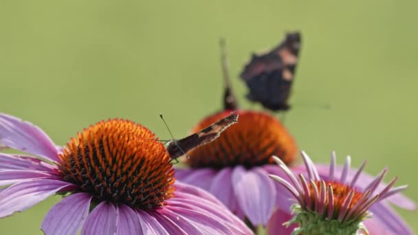 Flock Tre Fjärilar Äter Nektar Från Apelsin Coneflower Makro Statisk — Stockvideo