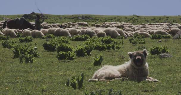 天气晴朗时 白种人牧羊犬在附近的草地上休息 — 图库视频影像