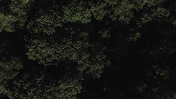 Arriba Arriba Hacia Abajo Ascendiendo Sobre Bosque Brocliande Bretaña Francia — Vídeo de stock