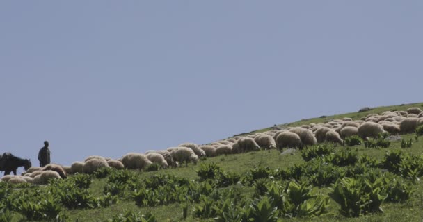 放牧牲畜的田园风光 由当地牧羊人和狗保护 — 图库视频影像
