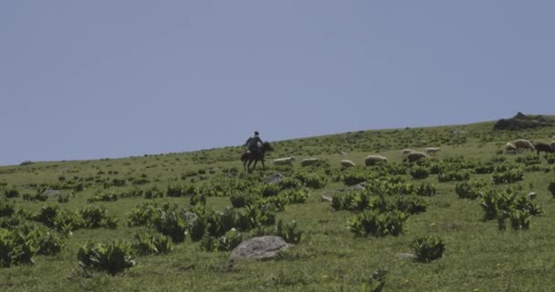 Shepherd Ένα Άλογο Βοσκός Γρήγορα Μερικά Πρόβατα Πίσω Στο Κοπάδι — Αρχείο Βίντεο