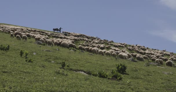 一群放羊慢慢地安静下来 后面跟着一个骑着马的牧羊人 — 图库视频影像