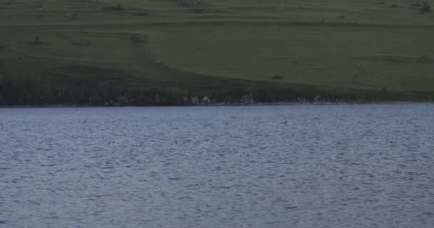 Fluwelen Schotse Eenden Zwemmen Het Tabatskuri Meer Georgië Breed — Stockvideo