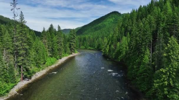 Evergreen Foliage Calm River Lolo National Forest Spring Missoula Montana — Vídeo de stock