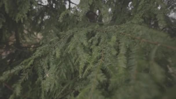 Handheld Shot Pine Tree Branches Water Drops Rain Storm — Stock Video