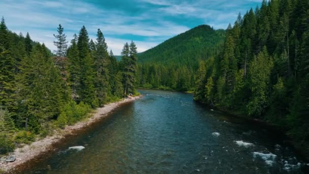 Ποταμός Ρέει Μέσα Από Δέντρα Fir Στο Εθνικό Δάσος Λόλο — Αρχείο Βίντεο