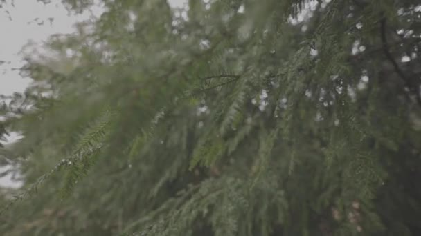 Close Handheld Shot Pine Tree Branches Rain Storm — Stock Video