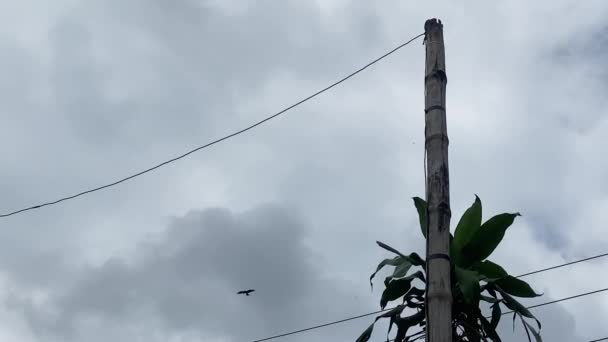 Postes Eléctricos Hechos Bambú Aves Visibles Que Vuelan Cielo Vídeo — Vídeo de stock