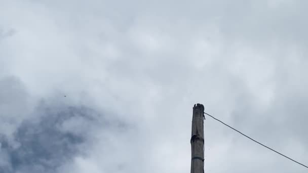 Kleine Vogelschar Vorbeiflug Mit Blick Auf Bambuspfosten Mit Draht Schuss — Stockvideo