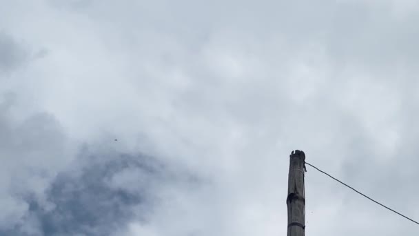 Słupy Elektryczne Wykonane Bambusa Widoczne Ptaki Latające Niebie Wideo — Wideo stockowe