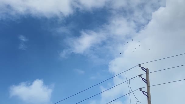 Statický Nízký Úhel Pohledu Ptáky Letící Proti Modré Obloze Elektrickým — Stock video