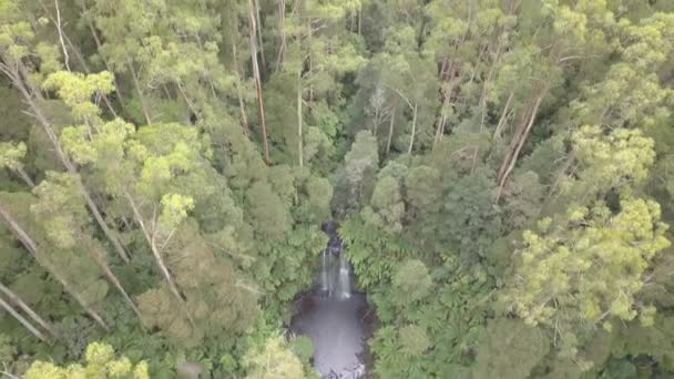 Avustralya Tropikal Ormanlarında Ağaçların Eğreltiotlarının Arasındaki Şelalenin Insansız Hava Aracı — Stok video