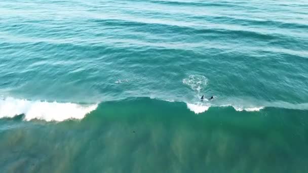 Drohne Von Surfern Strand Blauen Ozean Versucht Wellen Fangen Surfen — Stockvideo