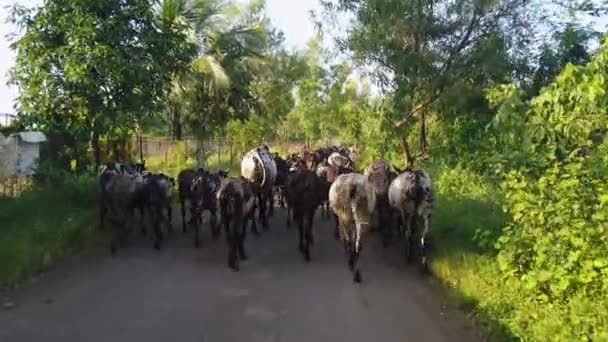 Troupeaux Vaches Traversant Route Entre Les Champs Ruraux Suivi Arrière — Video