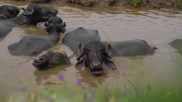 Water Buffalo Herd Swimming River Close — Stock Video