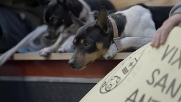 Rat Terrier Farm Dogs Festivity Saint Anthony Abbot Walencji Hiszpania — Wideo stockowe