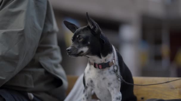 Ratto Terrier Cane Razza Sulla Benedizione Annuale Degli Animali Valencia — Video Stock
