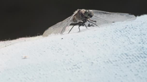 蜻蜓栖息在布上的超密闭 — 图库视频影像