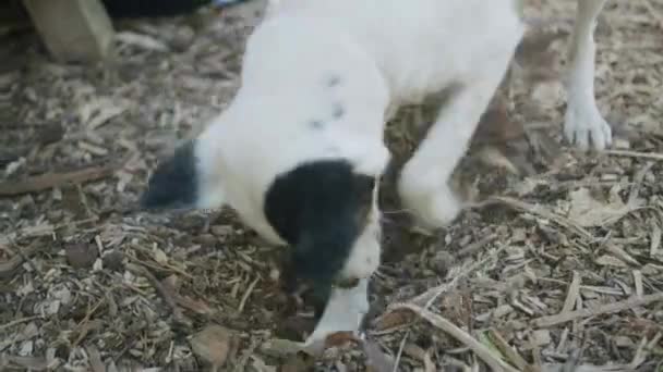 Jack Russel Hund Gräbt Loch Hackschnitzelgarten — Stockvideo